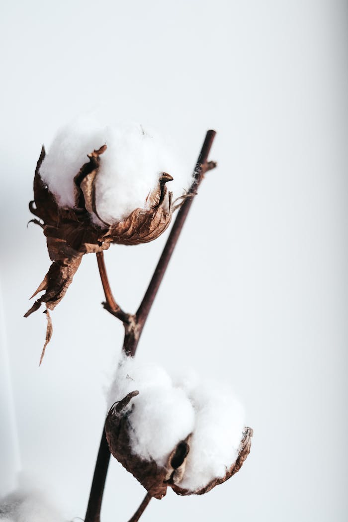 Gossypium Hirsutum Plant, Raw cotton, cotton stalk